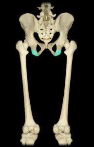 Ischial Tuberosity - Pain, Bursitis, Pictures, Treatment, Tuberosities - (updated in 2022)