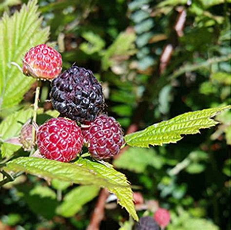 Blackcap Raspberry Native Fruit Bushes For Sale Native Foods Nursery