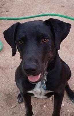 Tucson Az Labrador Retriever Meet Marco A Pet For Adoption