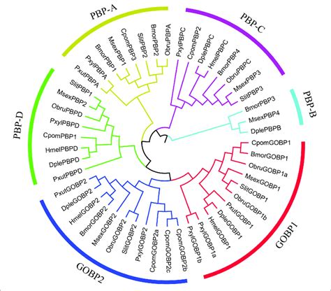 Phylogenetic Relationships Of GOBP And PBP Genes In Lepidopteran