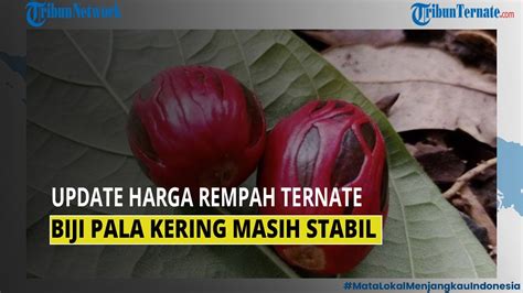 Update Harga Rempah Ternate Biji Pala Kering Masih Stabil Youtube