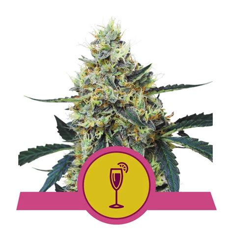 Mimosa Strain Information Strain Information