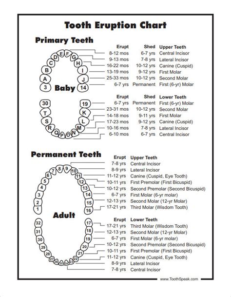 Baby Teeth Chart Template | Templateral