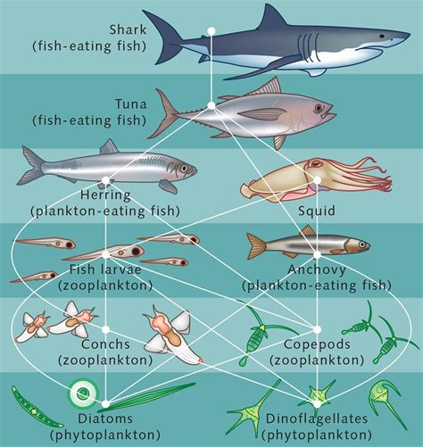 Phytoplankton Food Chain In The Ocean - Animals World