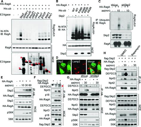 Skp2 E3 Ligase Mediates Amino Acid Dependent Raga Ubiquitination And