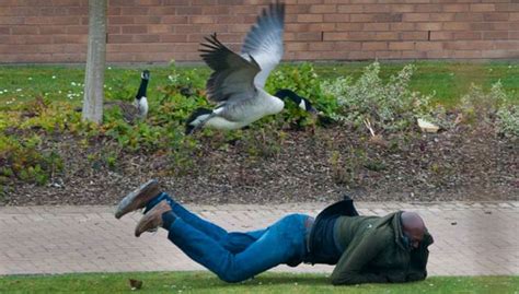 A Very Protective Mother Goose Causes Chaos At Campus - Jokes Etc - Nigeria