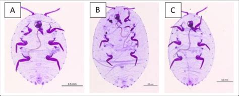 The Dysmicoccus Brevipes Species Of Mealybugs Characteristics In 3