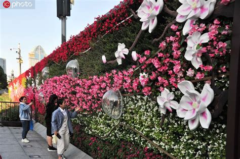 上海街头花团锦簇迎进博会 1340万盆鲜花点缀街头 图片频道 人民网