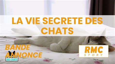 bande annonce La vie secrète des chats sur RMC Story YouTube