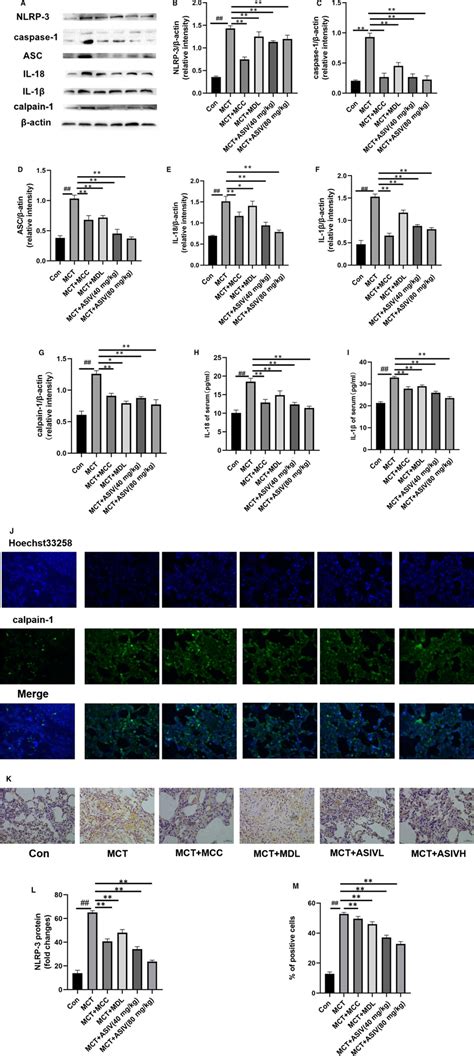 ASIV Inhibited The Activation Of The NLRP3 Calpain1 Pathway In