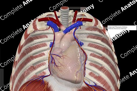 Internal Thoracic Artery | Complete Anatomy