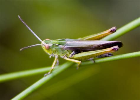 Insekti Na Meniju I U Evropi Srednje Kole