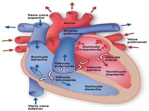 Corazón y sus partes