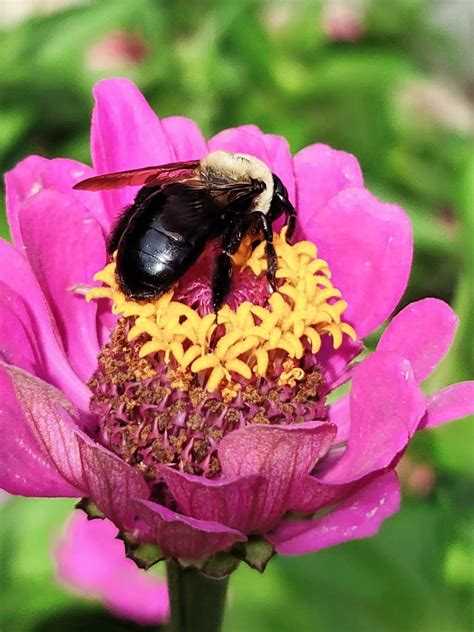 Mason Bee Gathering Nectar By Leru66 On Deviantart