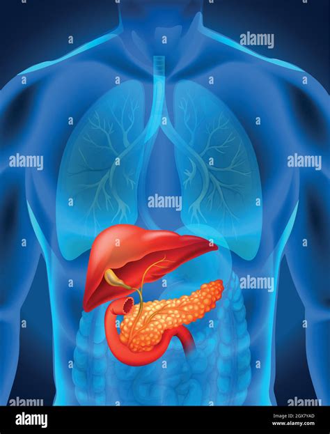 C Ncer De P Ncreas En El Cuerpo Humano Imagen Vector De Stock Alamy