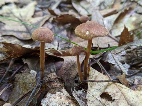 Collybiopsis Subnuda From Bald Mountain Recreation Area South On July