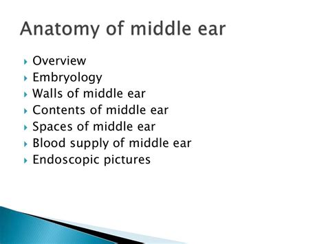 Anatomy of middle ear