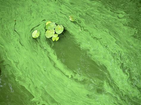 Сине зеленые водоросли кембрия - красивые картинки и обои на рабочий стол