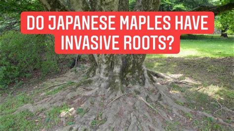 Japanese Maple Root System Diagram Evergreen Ash Tree Root S