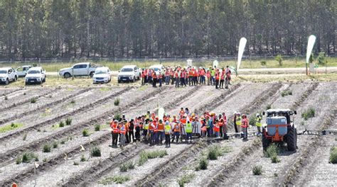 Congreso sobre mejora de desempeño de las plantaciones de eucaliptos