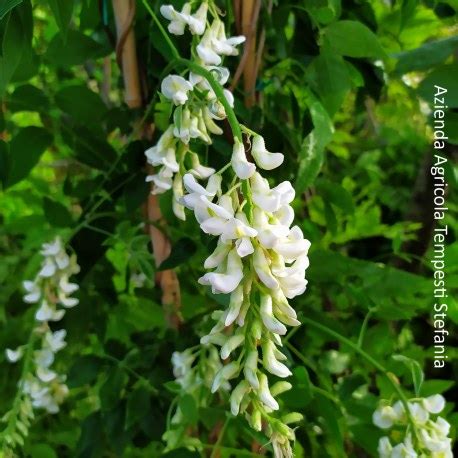 Rhyncospermum Jasminoides Vendita Piante Online LeTuePiante