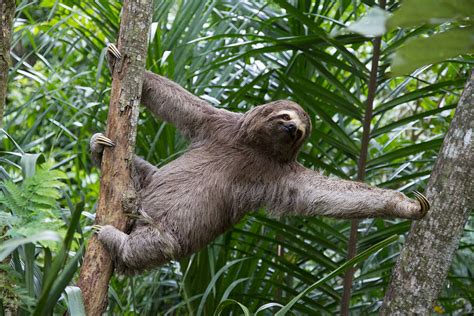 Now you can have a sleepover with a sloth, and sign us upHelloGiggles