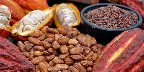 Potencial Cacaotero En Zamora Ch Cacao De Origen De 5200 Años Si Se