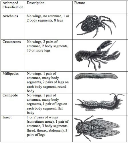 Arthropods - Tambopata