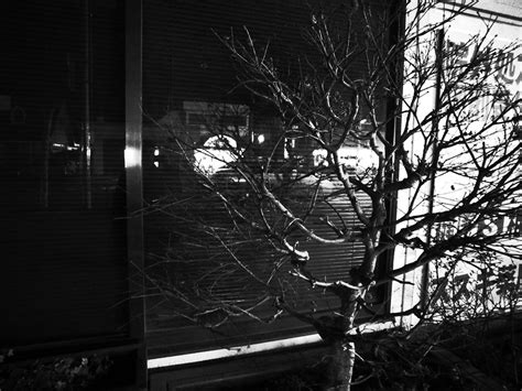 Monochrome Naked Tree U Ichiro Flickr