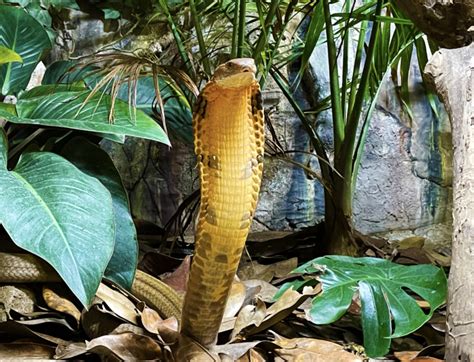 king cobra habitat project