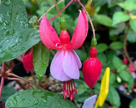 Fuchsia Upright Hybrids Gardensonline