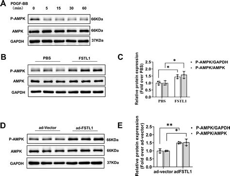 how to reduce ftl1 protein 1