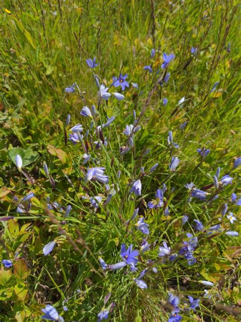 Blue Eyed Grasses From Blue Hill ME 04614 USA On May 29 2022 At 09