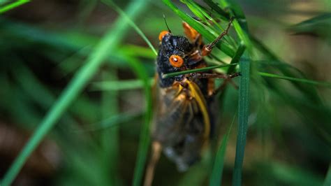 Do cicadas bite?: here's a rundown of your new winged friends