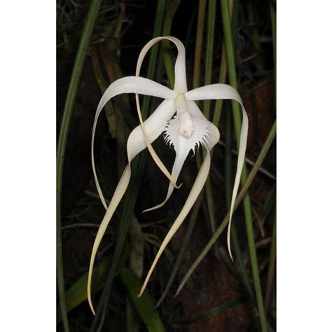 Brassavola Cucullata Rare Species From Mexico Shopee Malaysia