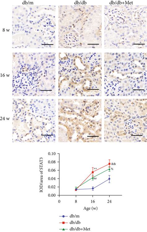 Metformin Reduced The Senescence Of Renal Tubular Epithelial Cells In