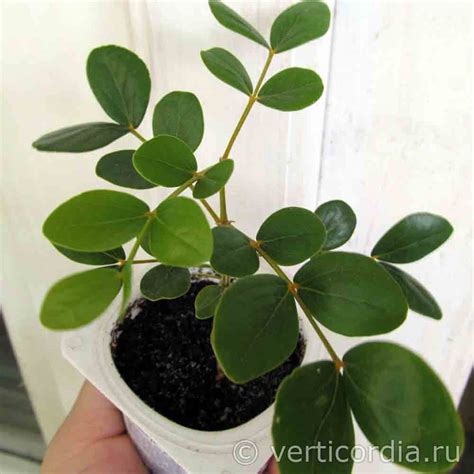 Вертикордия — Гваяковое или бакаутовое дерево (Guaiacum officinale)