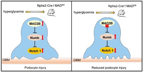 Proposed Model Illustrating MAD2B Deficiency Alleviates Podocyte Injury