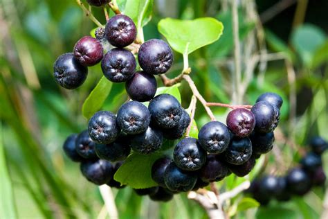 Black Chokeberry Aronia Melanocarpa Overview Health Benefits Side