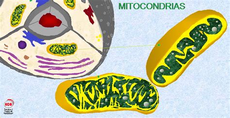 BIOLOGÍA nivel enseñanza media LAS MITOCONDRIAS