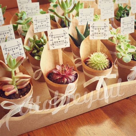 Mini Sukulent Mini Succulent Kakt S Cactus Wedding Favors Nikah