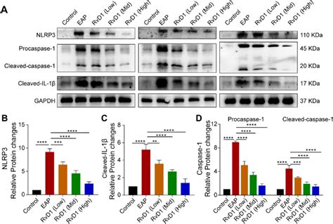 Rvd Treatment Inhibits The Activation Of The Nlrp Inflammasome A