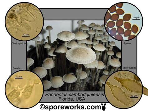 Panaeolus identification keys - courtesy of Sporeworks : r/shroomotopia