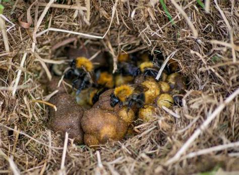 Why Do Bumble Bees Nest In The Ground Exploring Nesting Behaviour