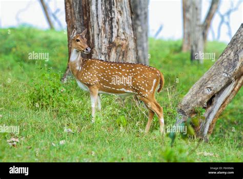 Spotted Deer or Chital Stock Photo - Alamy