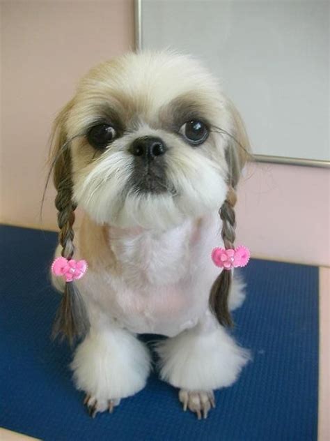 All Dog Breeds: Top 15 Beautiful Shih Tzu Haircuts!