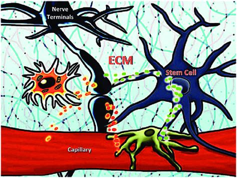 A Stem Cell Niche Is The Microenvironment In Which A Stem Cell Resides