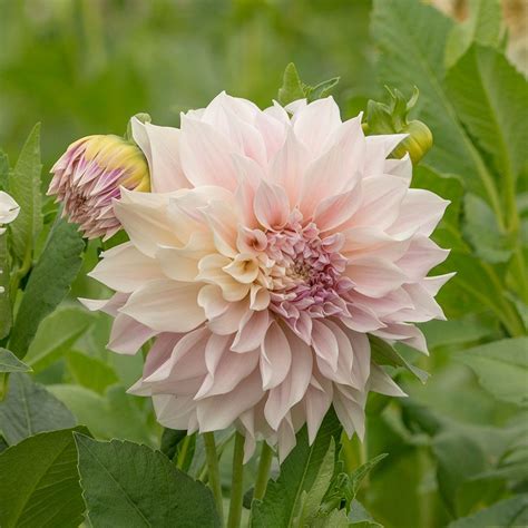 Dahlia Café Au Lait White Flower Farm