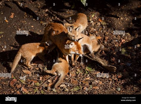 A female fox with her cubs in an urban garden Stock Photo - Alamy