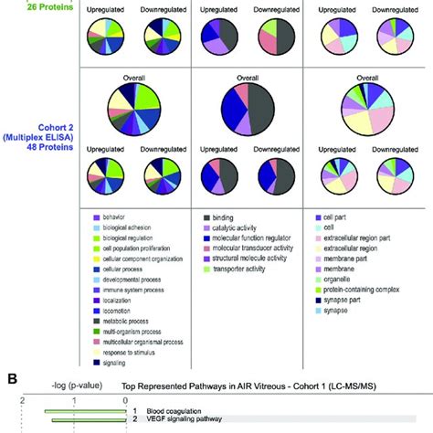 Gene Ontology And Pathway Analysis Of Autoimmune Retinopathy Air Download Scientific Diagram